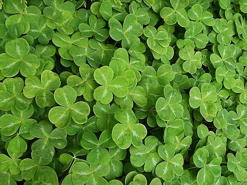 Where to Eat for St. Patrick’s Day Weekend