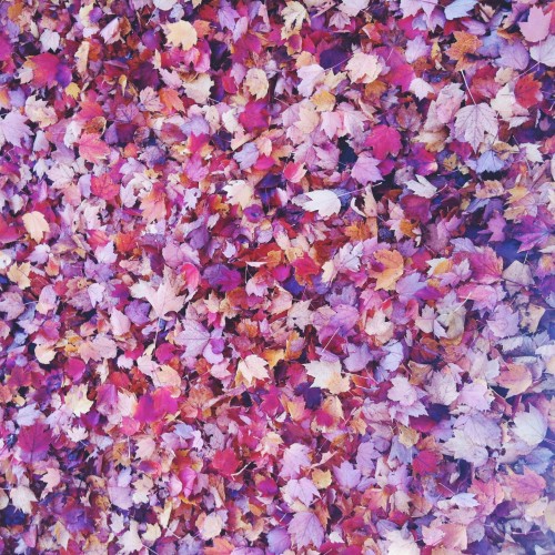 November Food Events